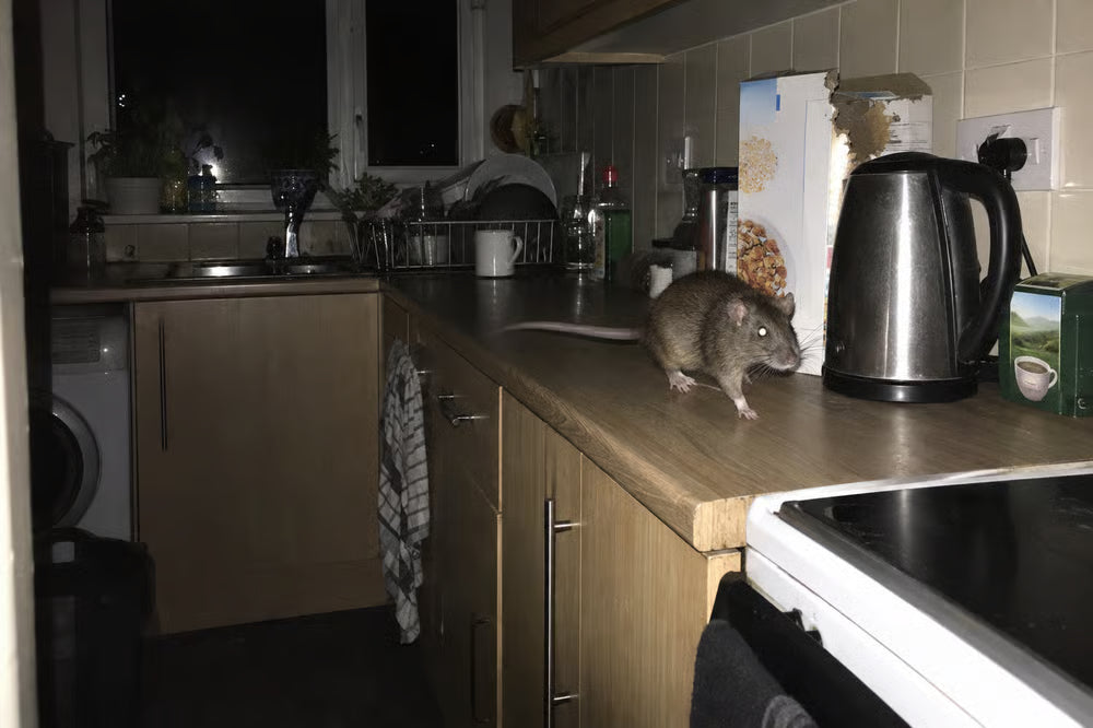 Szczur na blacie kuchennym w nocy, sfotografowany telefonem